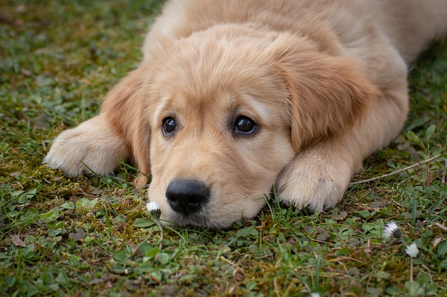 Cane Labrador