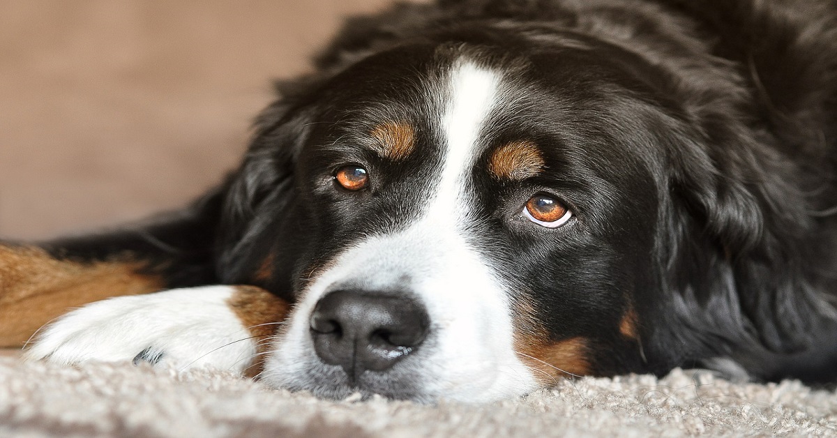 20 cose che i proprietari di cani non devono dimenticare