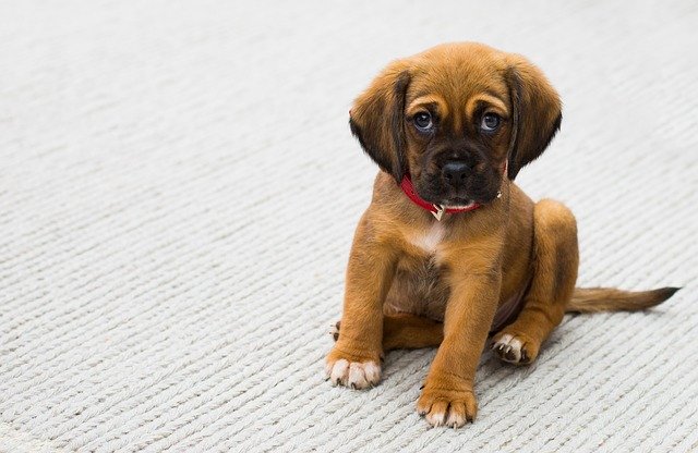 Cucciolo di cane sgridato