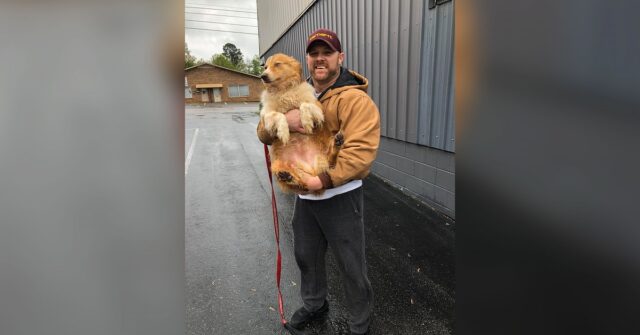 Bella la cagnolina scomparsa