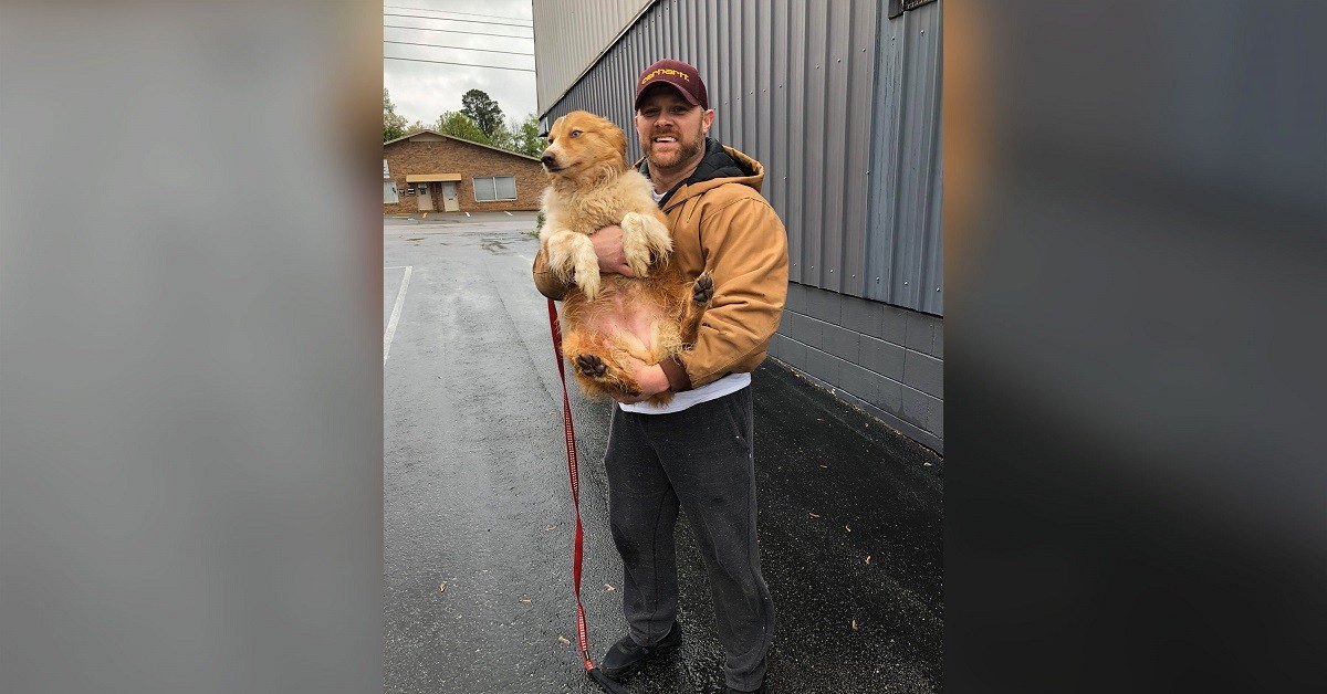 Bella la cagnolina scomparsa per 54 giorni dopo il tornado