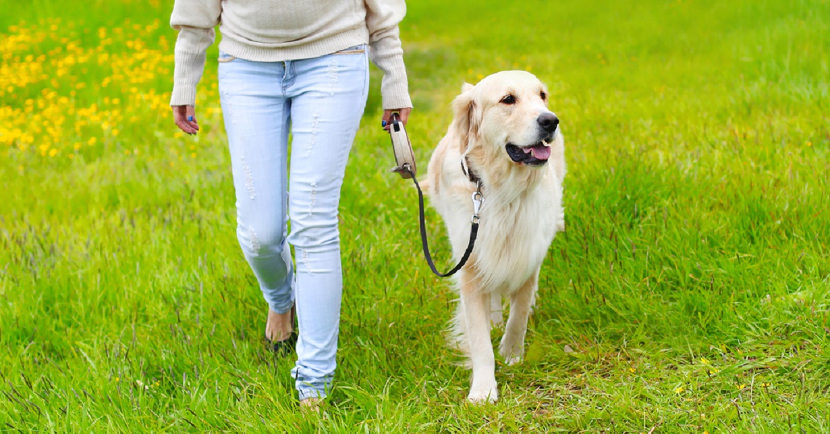Bergamo, volpe incastrata nel canale: salva grazie ad un cane
