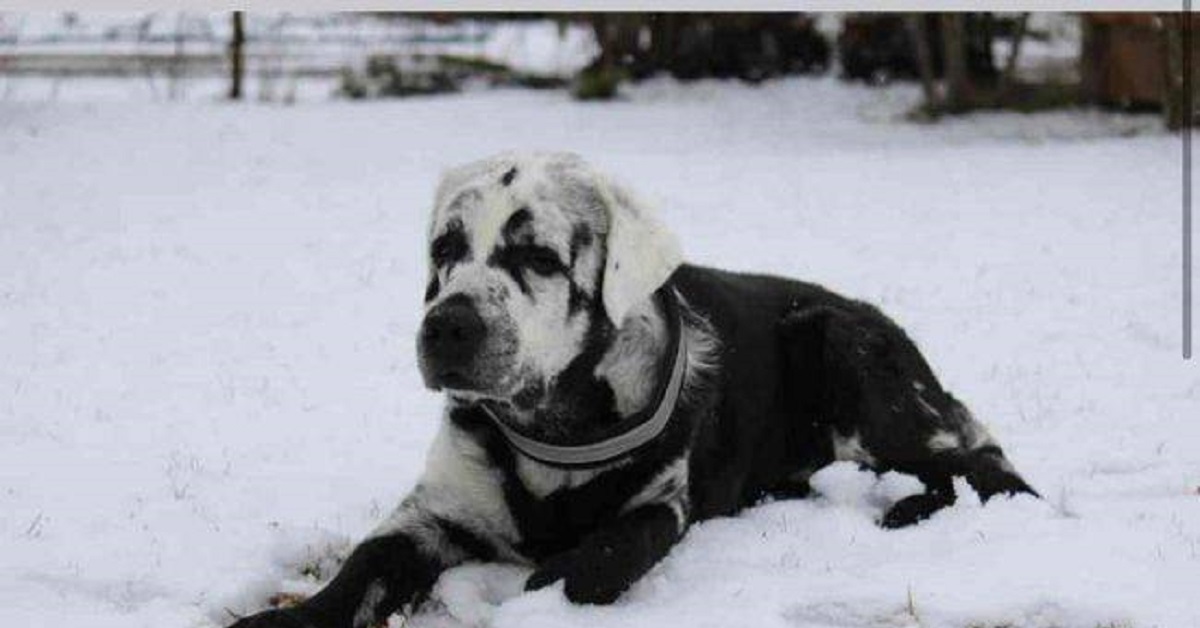 Blaze il cane affetto da una rara malattia, il suo pelo sta diventando bianco