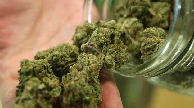 Bologna bimba cade scoperta piantagione di marijuana