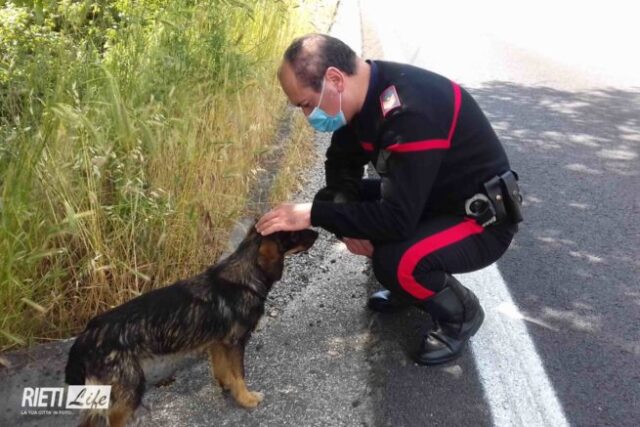 cane salvato dai carabinieri