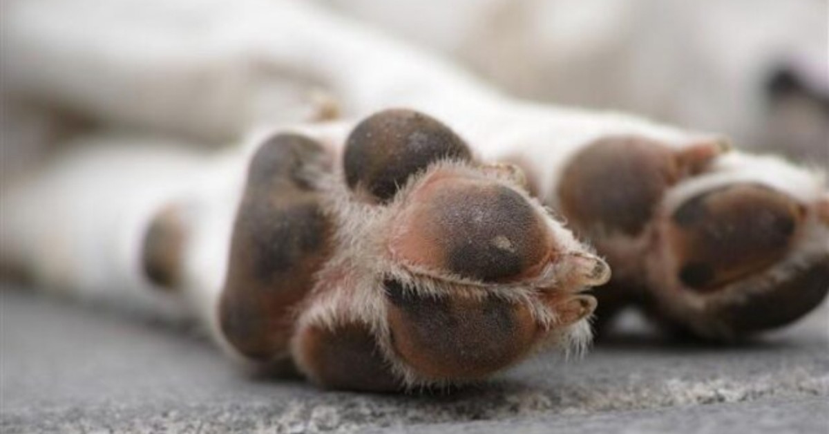 Cagnolina randagia uccisa, perché accusata di aver provocato la morte di un bambino