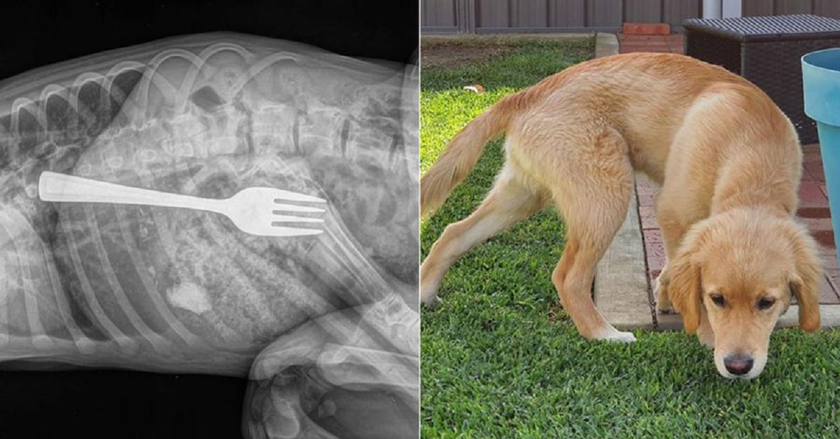 Dustin il cane che ha ingoiato una forchetta, è stato salvato dal veterinario