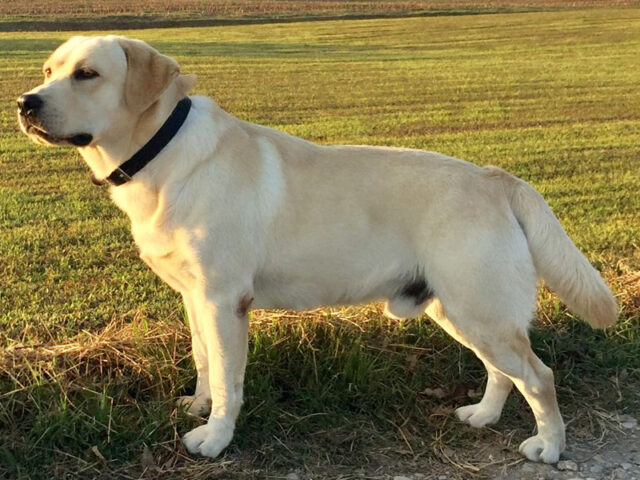 Genova cane precipitato burrone