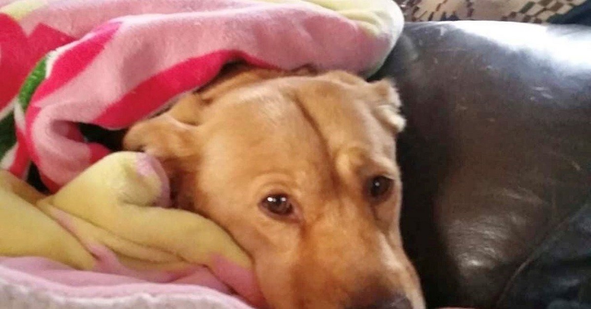 Heather salva il suo cane dall’attacco di orso affamato