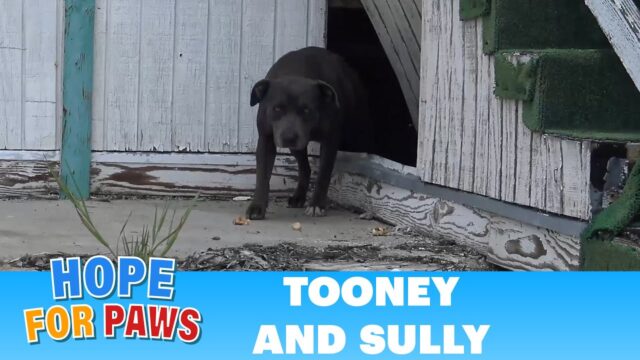 Il salvataggio di Tooney and Sully