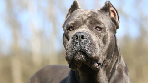 Lecco bambino aggredito da un cane