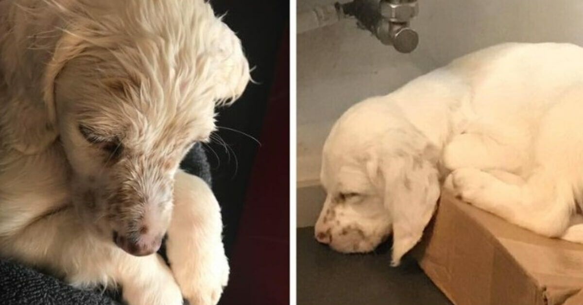 Léon, il cane abbandonato dalla sua famiglia