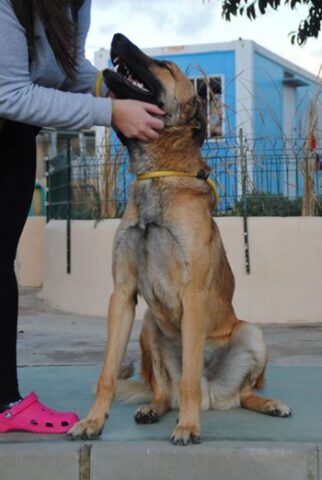 Merlin usato per fare la guardia