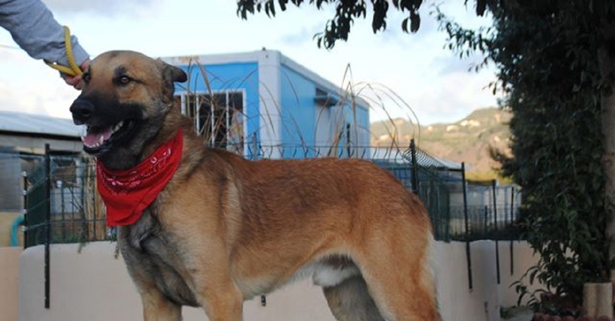 Merlin, il cane usato per fare la guardia ad un terreno, è riuscito a liberarsi