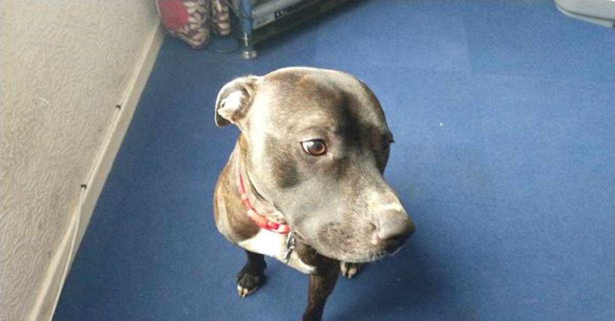 Monty: cane eroe salva il suo amico umano da un furto nel parco
