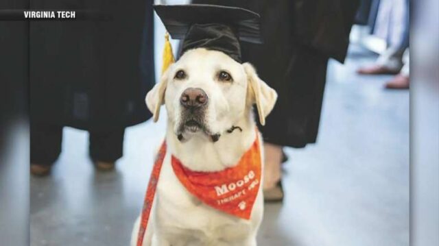 Moose il cane con la laurea