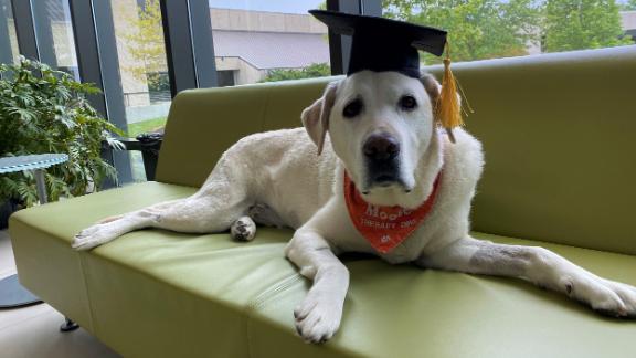 Moose il cane con la laurea