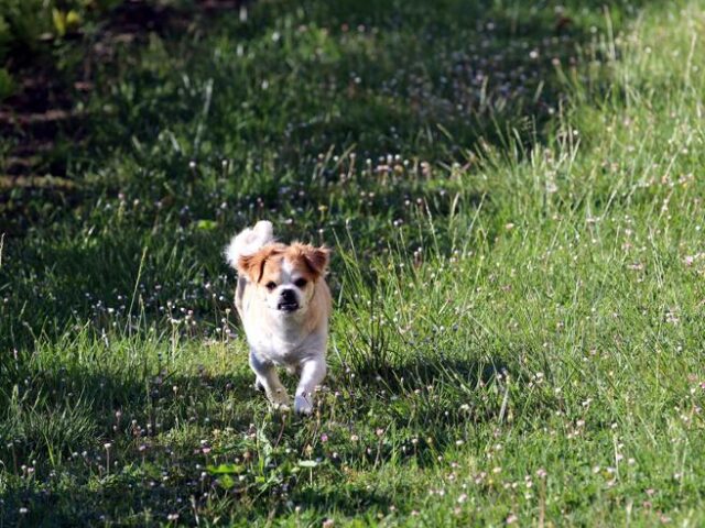 La storia di Oliver, il cane che va al cimitero