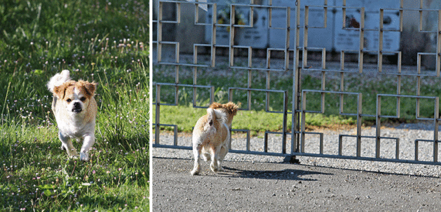 La storia di Oliver, il cane che va al cimitero