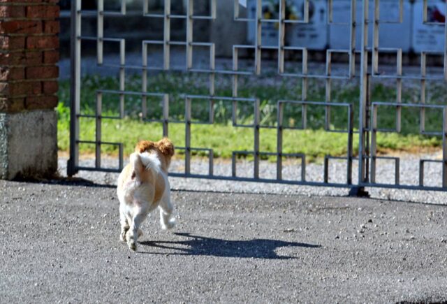 La storia di Oliver, il cane che va al cimitero