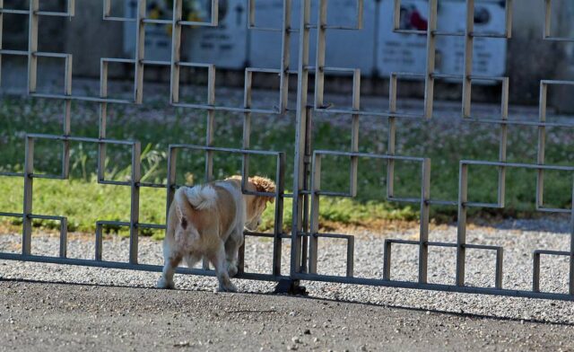 La storia di Oliver, il cane che va al cimitero