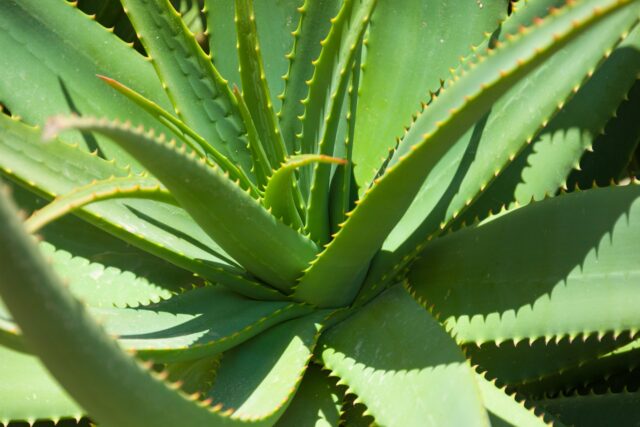 Pianta di aloe