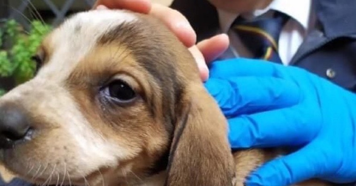 Roma, abbandonate sette cagnoline: salvate dai vigili