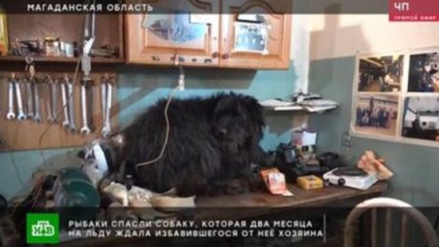 Russia cane abbandonato 