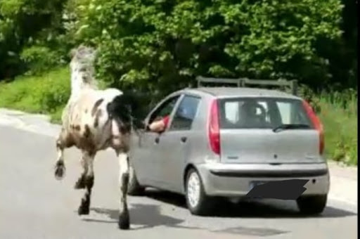 Sora cavallo trascinato