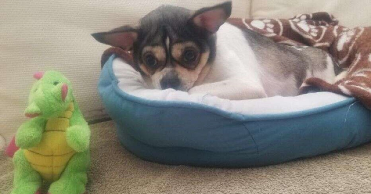 Stanley, il cane in sovrappeso abbandonato sull’autostrada