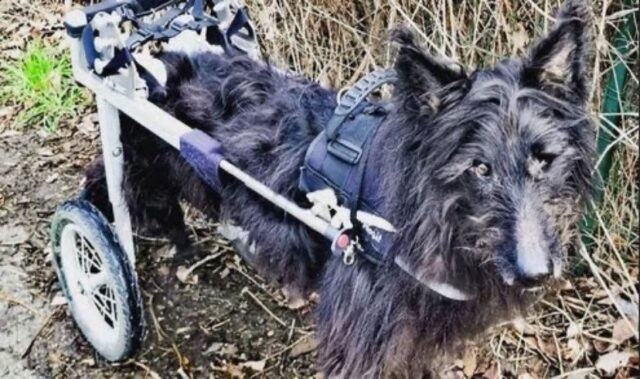 Trento cane grave disabilità