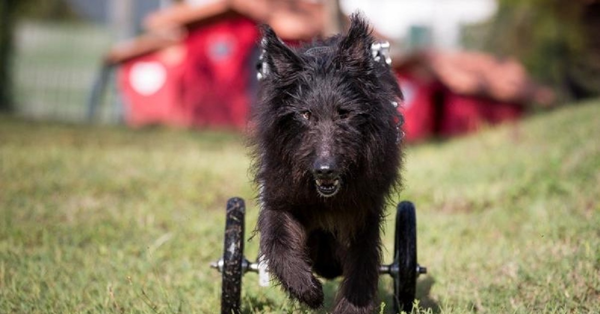Trento il cane con un grave disabilità, che ha mostrato il suo coraggio