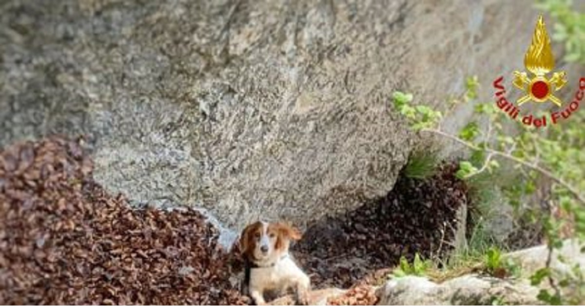 Lecco, Vigili del Fuoco salvano Paride, il cane finito nel canalone