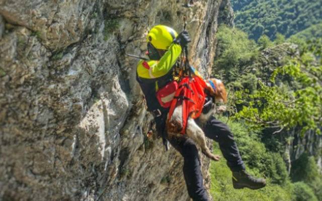 Vigili del fuoco salvano Paride