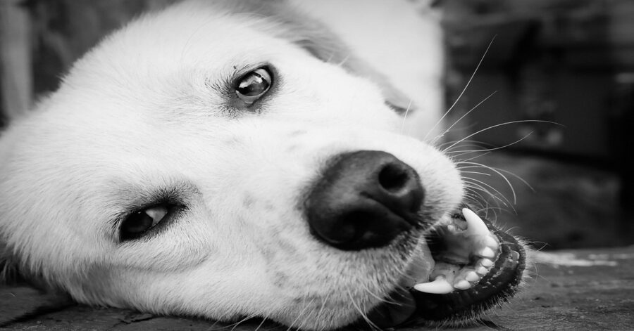 Cane di strada adottato dalla polizia