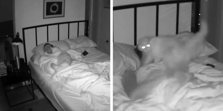 Filmare il gatto di notte