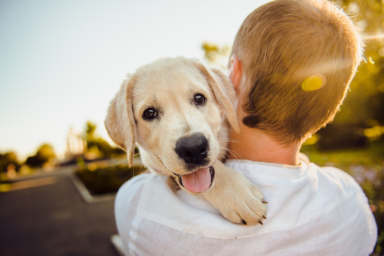 regolamento cani e gatti