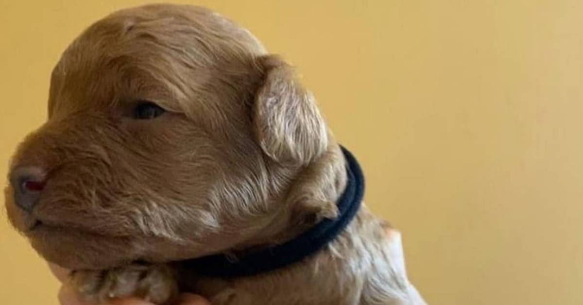 Alessandro Cattelan, nuovo cane con un nome strano in famiglia