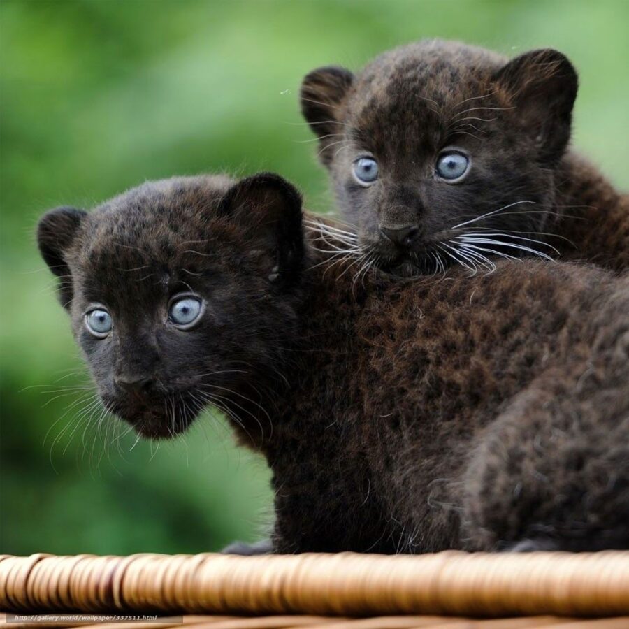 Cuccioli di giaguaro nero