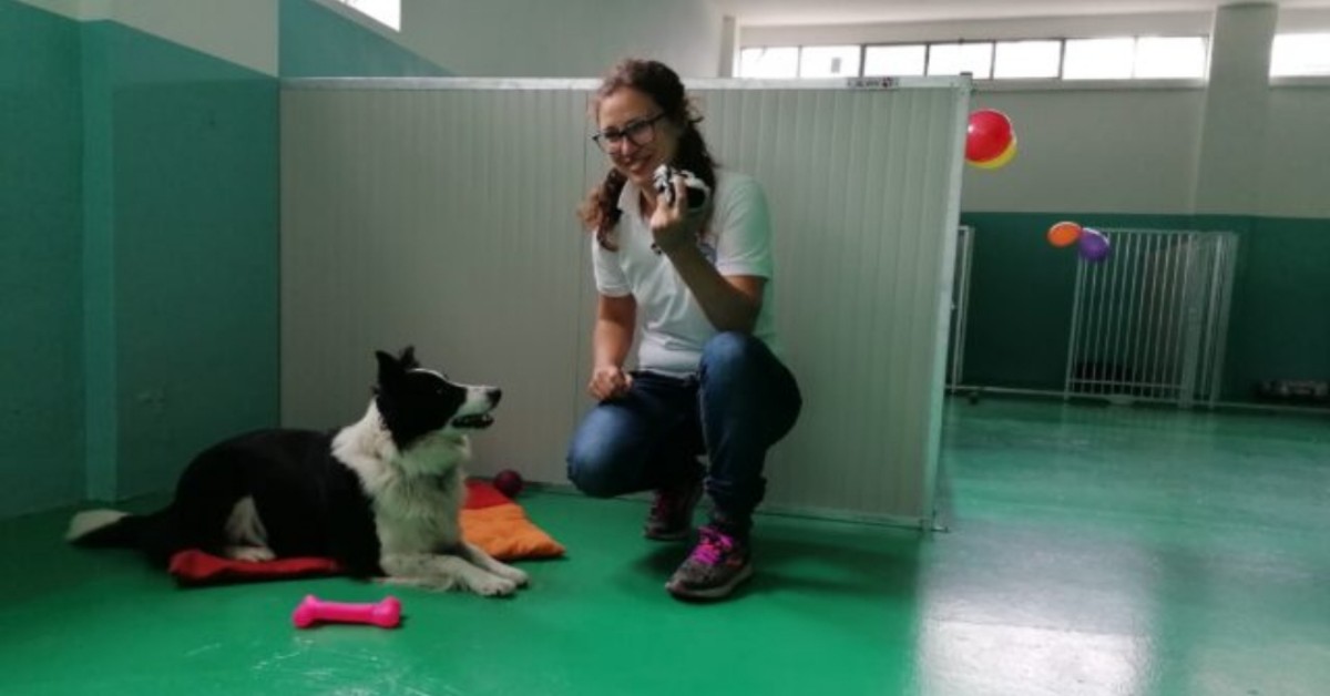 Merate, nasce il primo asilo per cani post quarantena