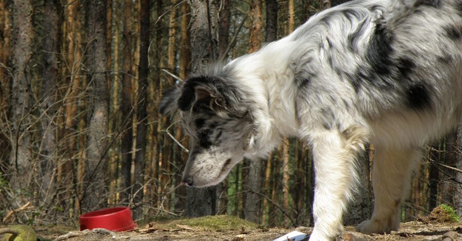 Cane randagio in cerca di cibo