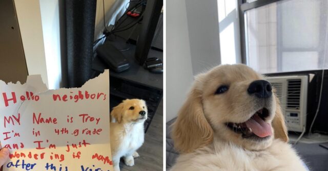 bimbo scrive lettera per il cane