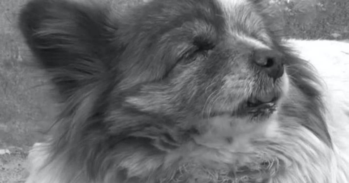 Bokshil, la cagnolina che aspetta da 10 anni la sua famiglia