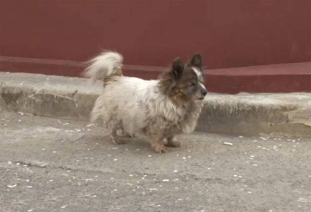 la cagnolina Bokshil