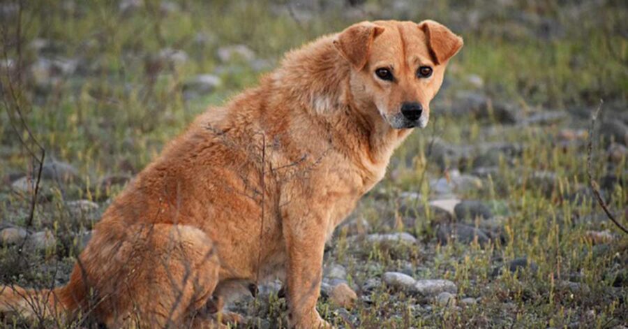 Cani randagi ospitati nelle palestre