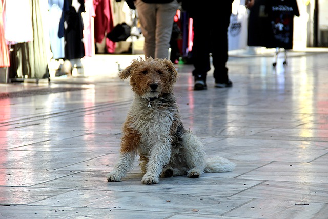 Cane randagio in cerca di padrone