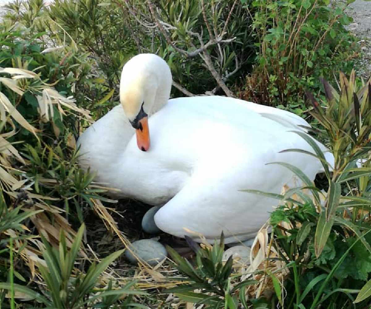 cigno sulle uova