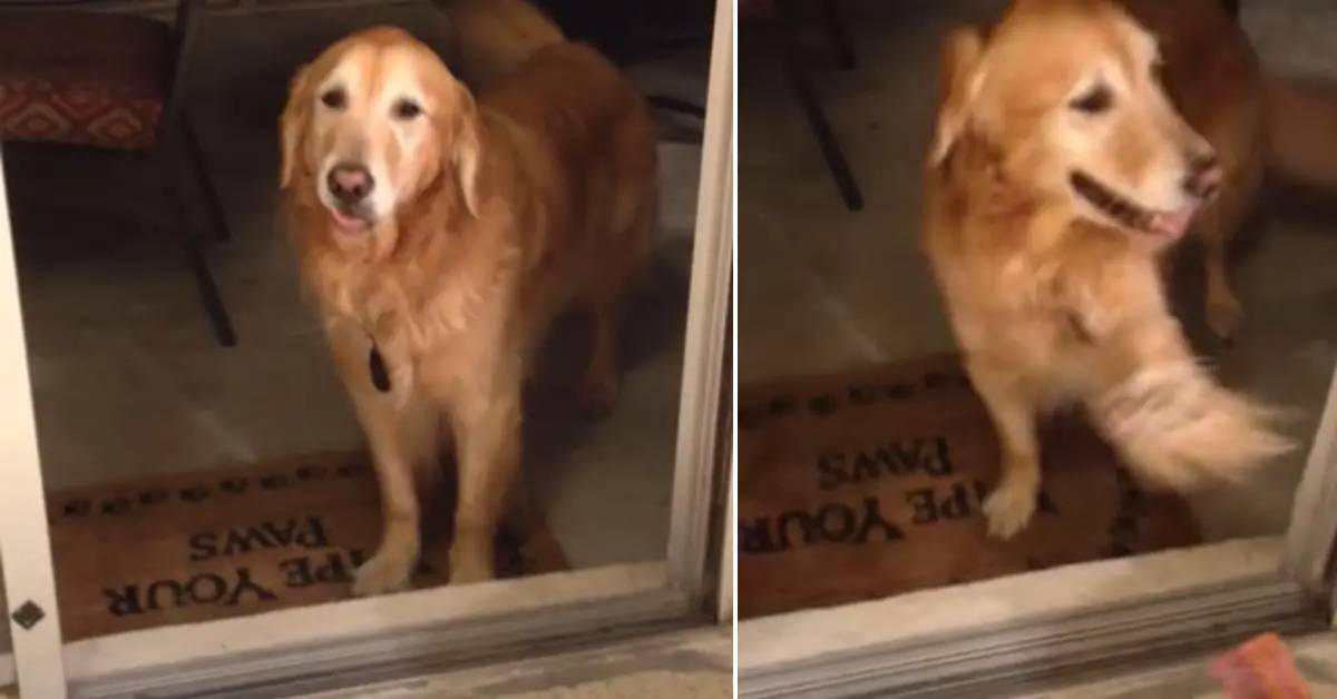 Buddy, il golden retriever che non si fida delle porte aperte (VIDEO)