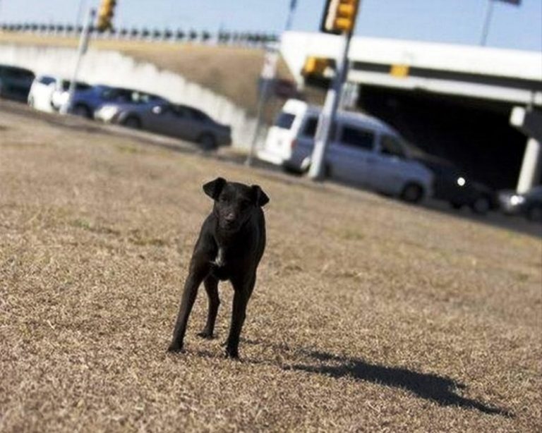 La cagnolina che vive in una discarica