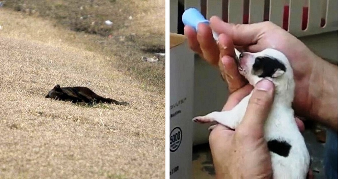 Cagnolina incinta e anemica viene salvata dalla discarica